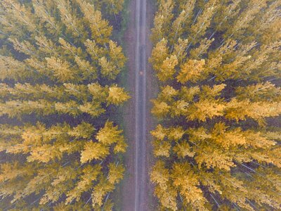 Forest trees aerial