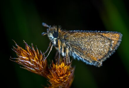 Bespozvonochnoe skipper lepidoptera