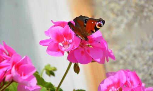 Pink flowers summer nature photo