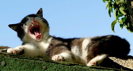 Sunning himself animal cute