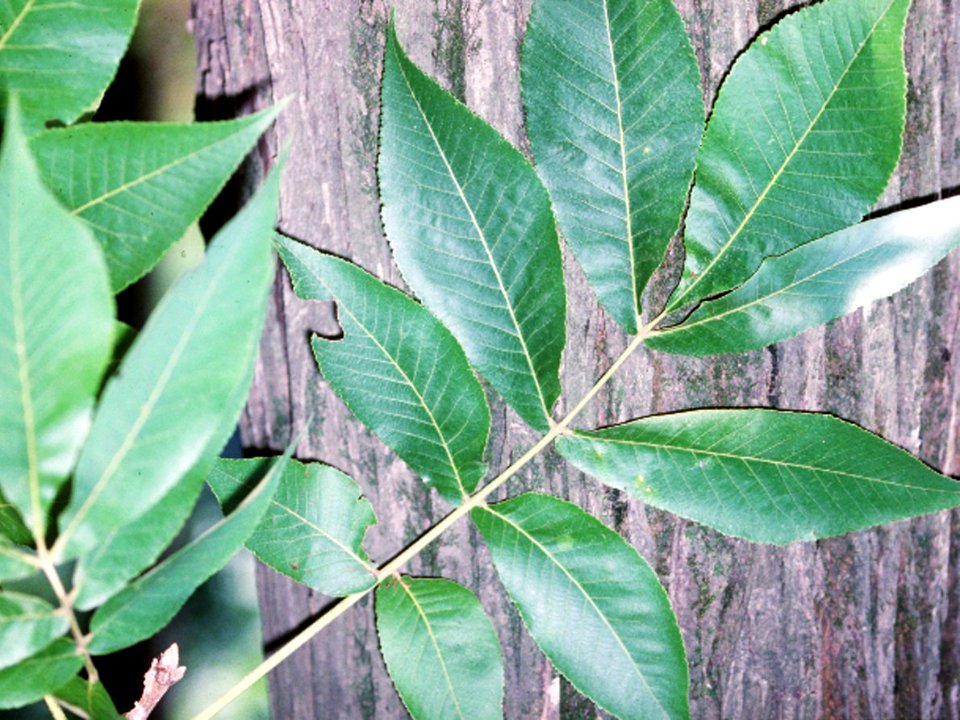 Carya laciniosa NRCS-001-4x3