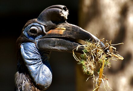Plumage zoo nature