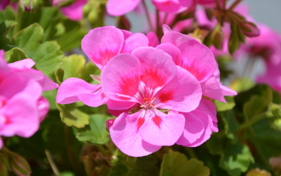 Green leaves geranium nature