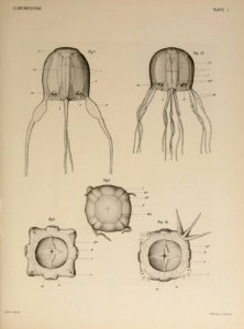 Carybdea xaymacana in Selected morphological monographs - The Cubomedusae (1900)