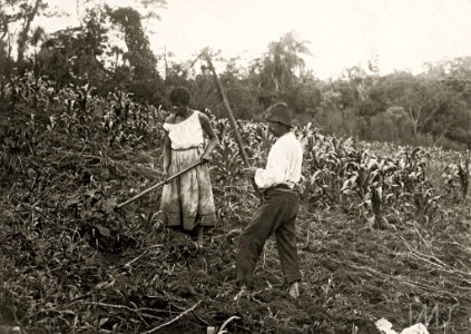 Casal trabalhando em plantação de milho - Vincenzo Pastore photo