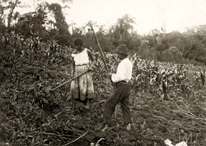 Casal trabalhando em plantação de milho - Vincenzo Pastore