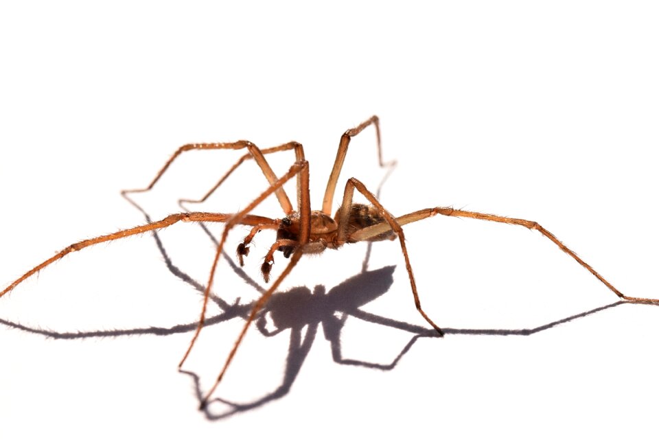 Arachnid macro nature