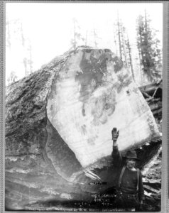 Cascade Mountains, near Seattle, Wash.- (Man reacing toward top of huge fir log) LCCN2004665693