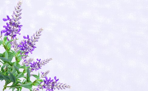 Purple flower invitation decoration