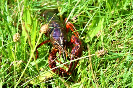 Crab shellfish red
