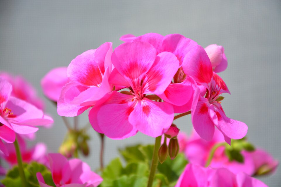 Summer nature color pink