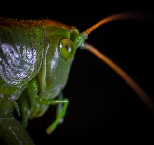 One living nature grasshopper singing