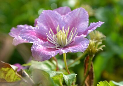 Nature summer plant medicinal
