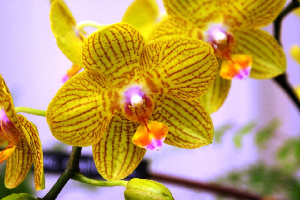Tropical garden color