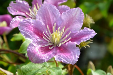 Jasmine flowering garden