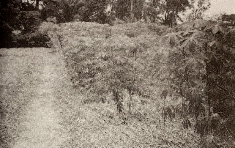 Cassava plants at a government showcase farm