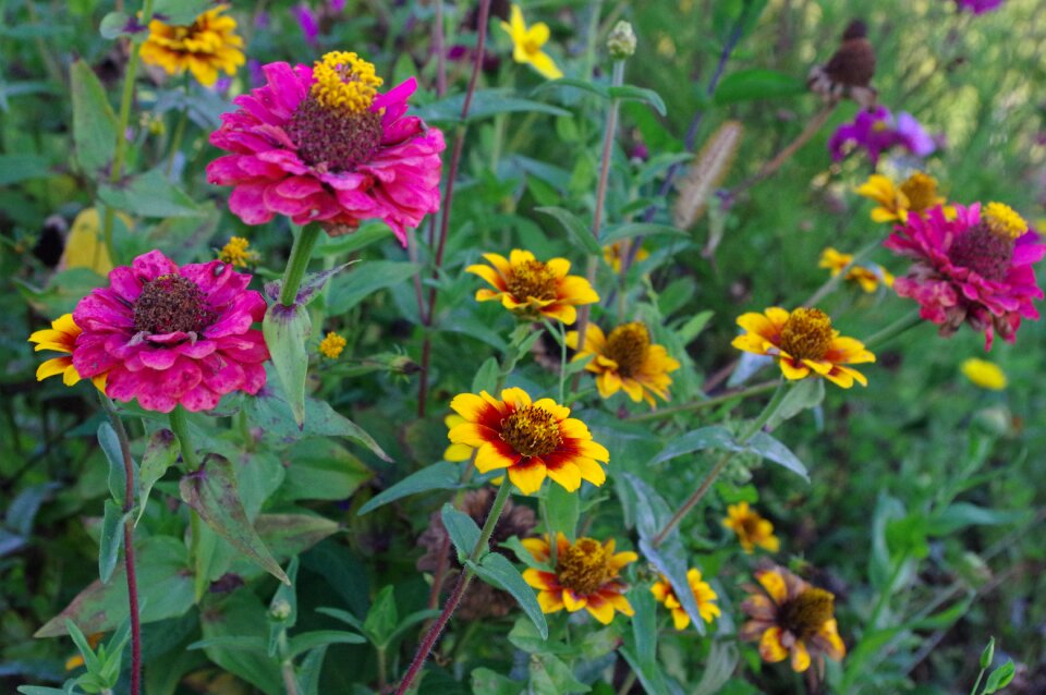 Late summer pink orange