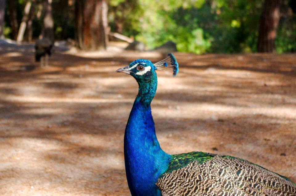 Outdoors animals peacock