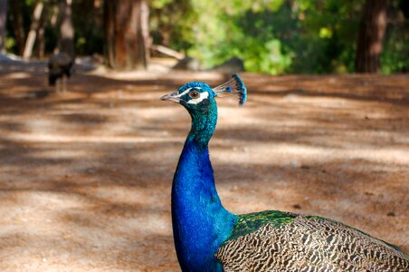 Outdoors animals peacock