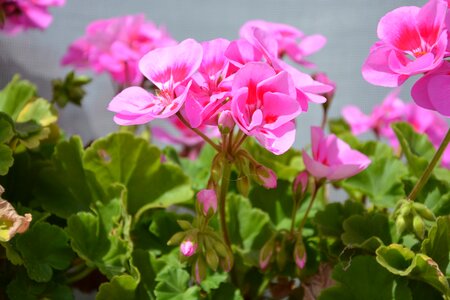 Pink flower summer flowers petals photo