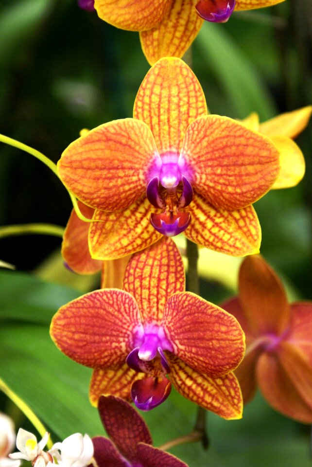 Flora exotic garden