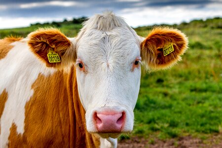 Animal portrait beef cows photo
