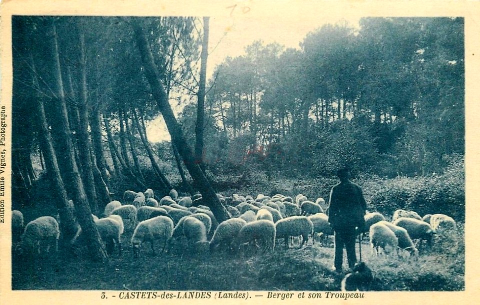 Castets (Landes) - Berger et son troupeau