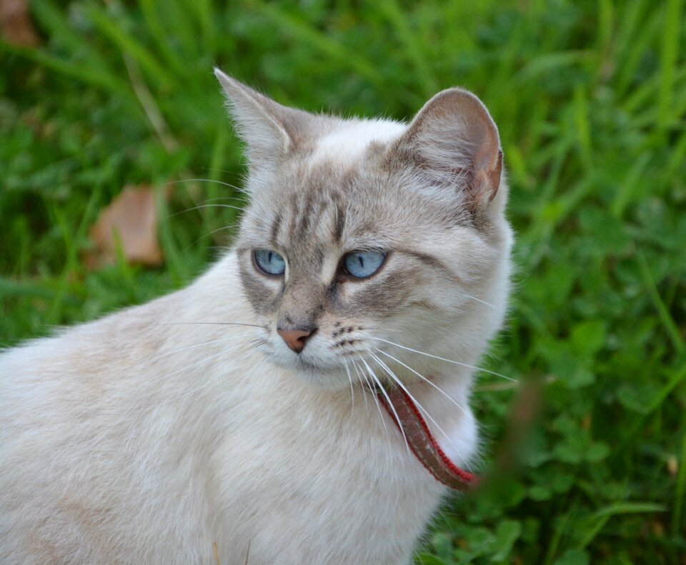 Look blue eyes domestic animal