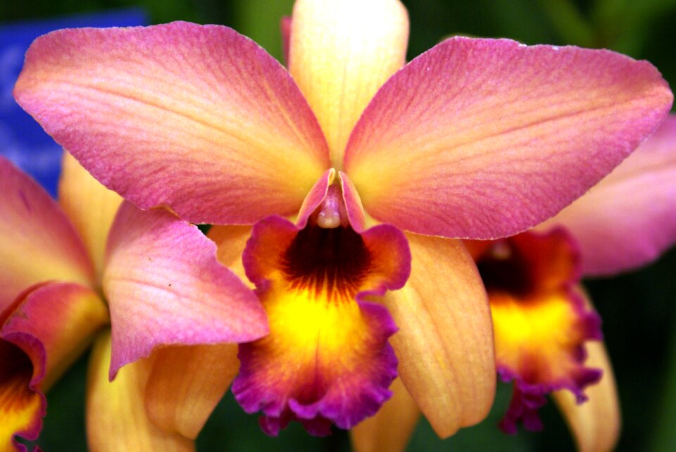Nature tropical orchid