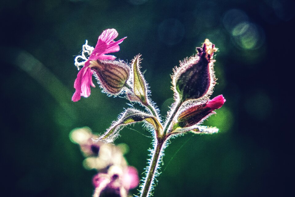 Macro photography plant violet