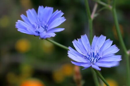 Purple flowers cichorium flower plant