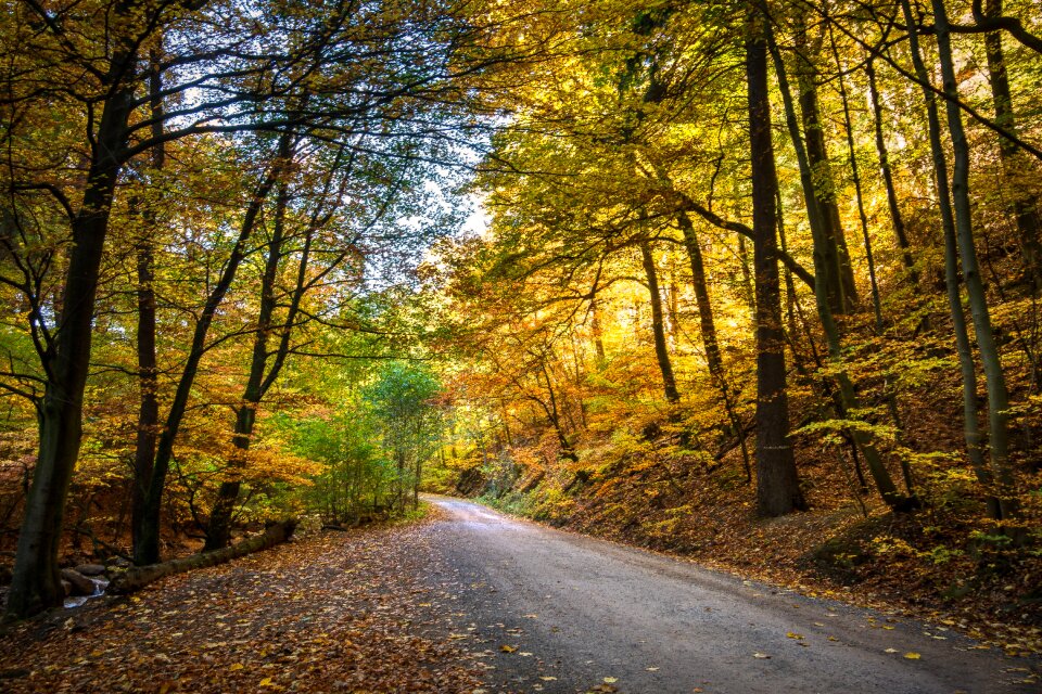 Autumn nature fall color photo