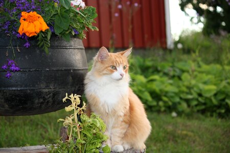 Cute cat fur domestic cat