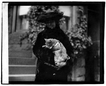 Cat story, 1-11-22 LOC npcc.03342