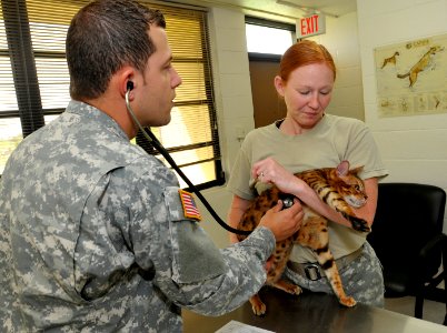 Cat gets checkup at Guantanamo -a