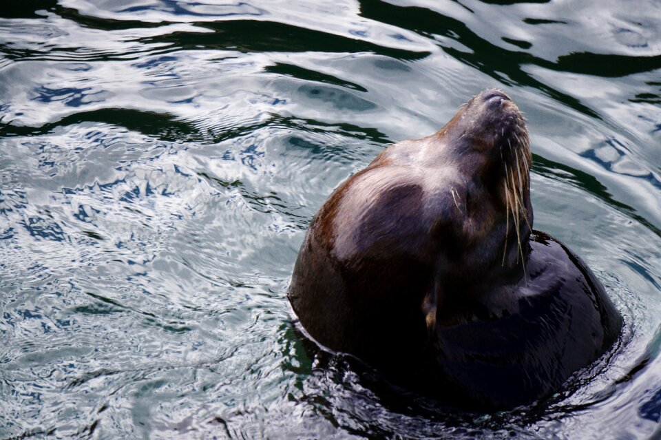 Meeresbewohner mammal water