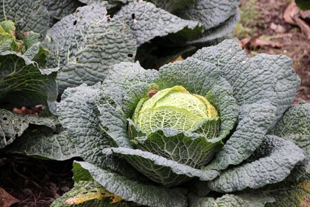 Winter vegetables cabbage krause leaves