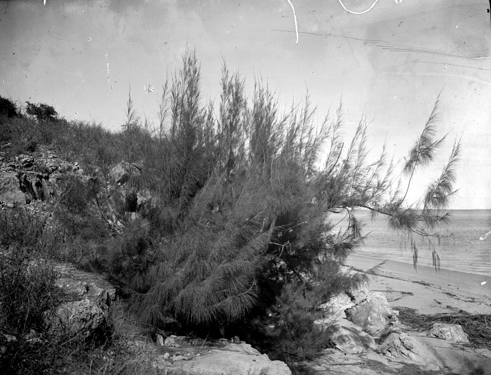 Casuarina-buske på havsstranden utanför staden. Detalj av n-o16 - SMVK - 021838