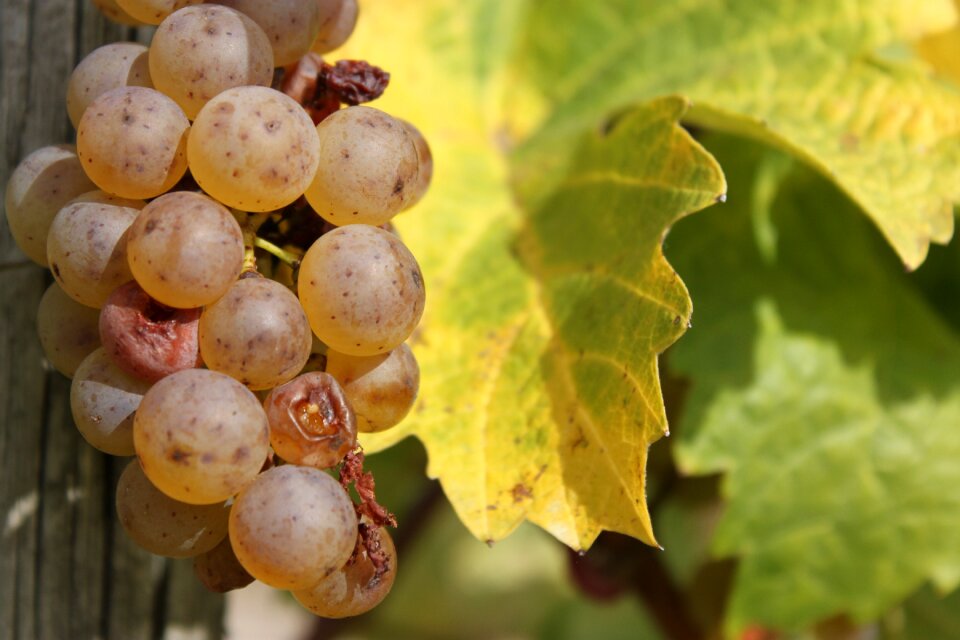 Grapes autumn riesling
