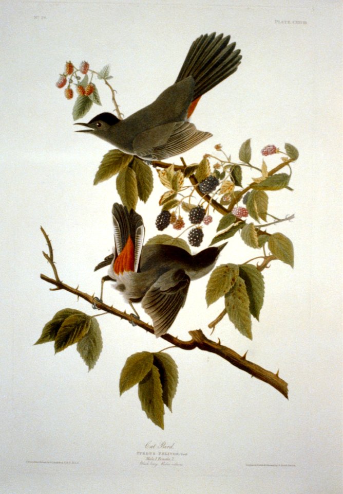 Catbird LCCN2002718979