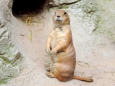 Mankei gophers animal's den