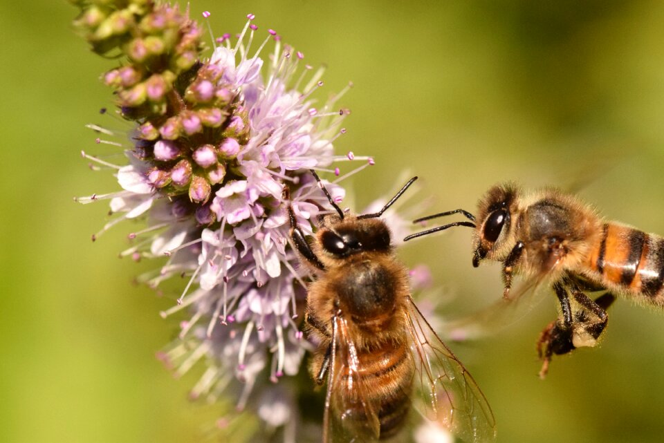 Flower insect pollinator