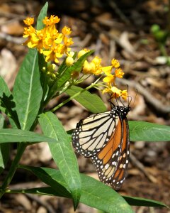 Outdoors wildlife wing