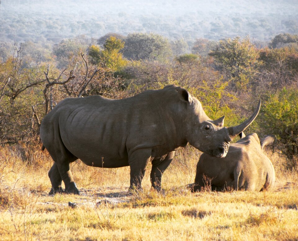 Wildlife animal rhinoceros