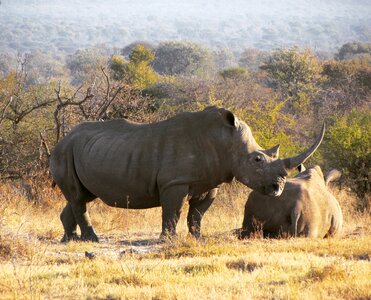 Wildlife animal rhinoceros