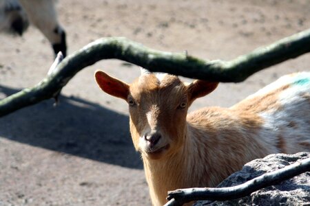 Animal field farm