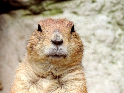 Mankei gophers animal head