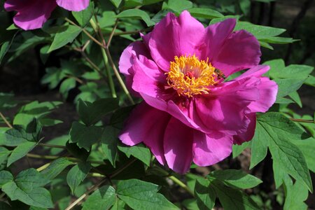 Peony flower plant