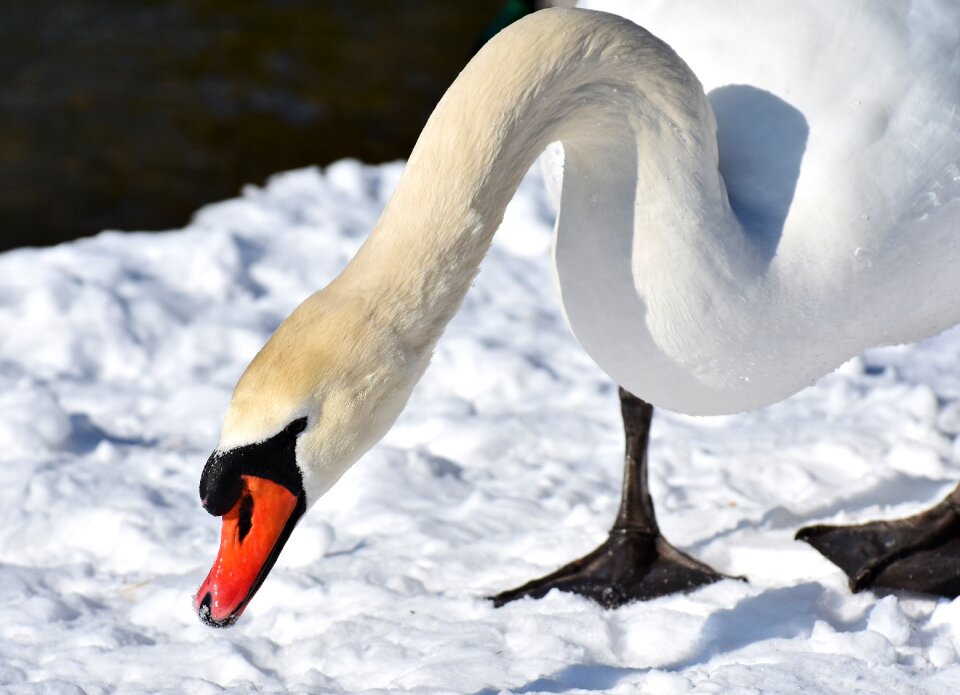 Snow plumage winter