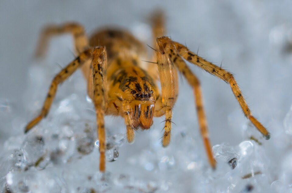 Arachnids macro bespozvonochnoe